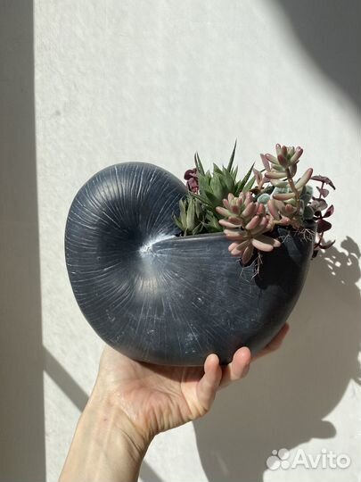 Суккуленты в керамическом кашпо