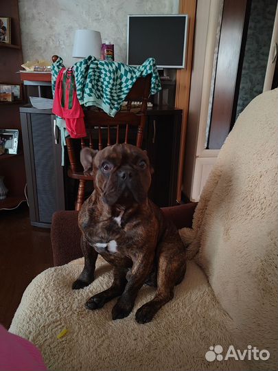 Французский бульдог кабель вязка