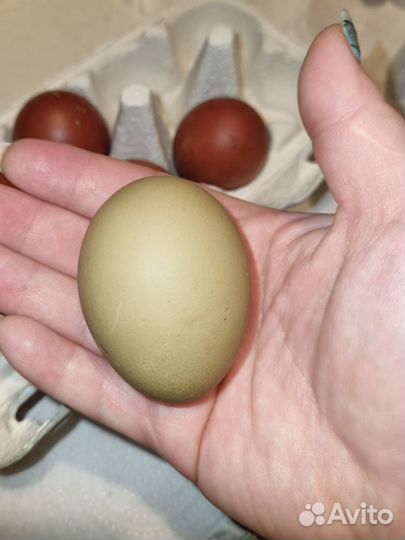 Инкубационное яйцо кур Маран