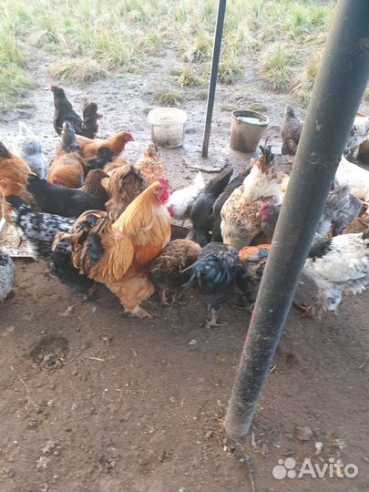 Куры Кучинские, несушки,домашние и цыплята