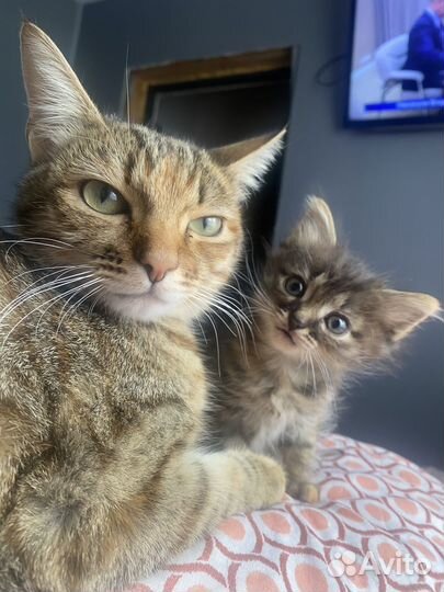 Кошечка в добрые руки