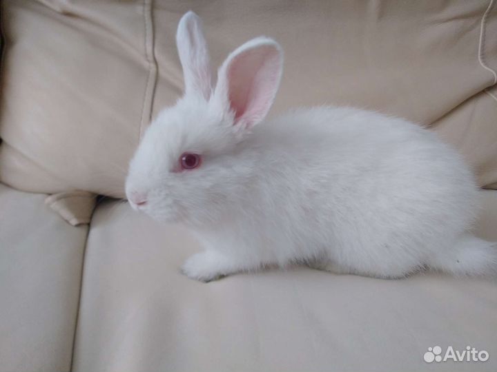 Декоративные кролики