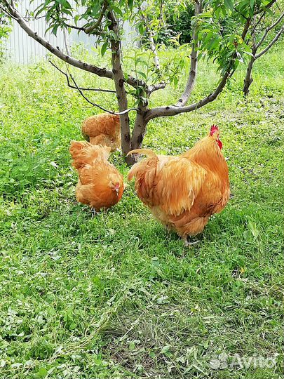 Цыплята Брама, Орпингтон