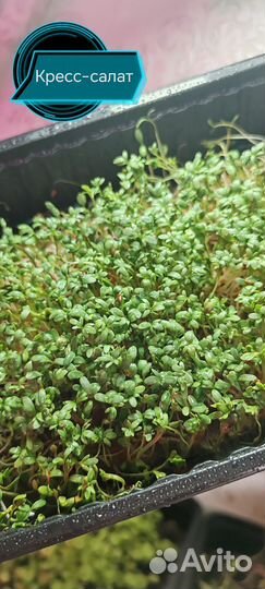 Микрозелень