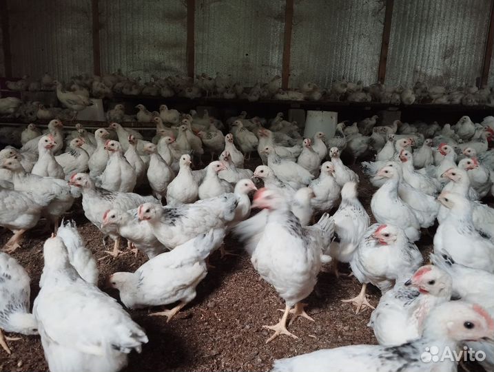 Цыплята серебрянки