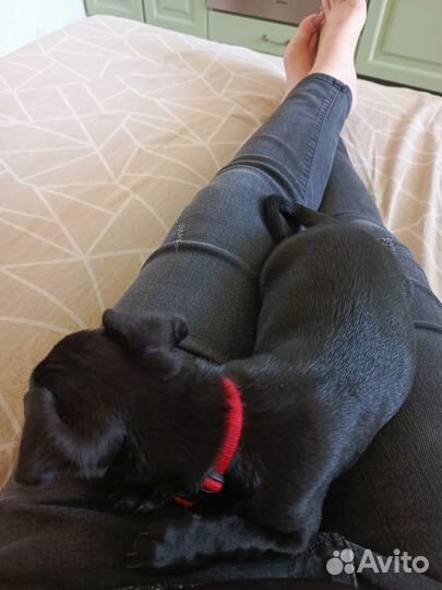 Той-терьер девочка