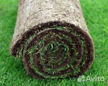 Продажа Рулонного газона