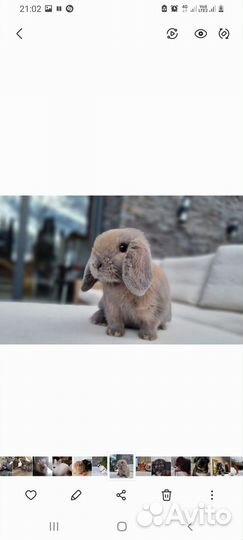 Декоративные кролики, продажа,аренда