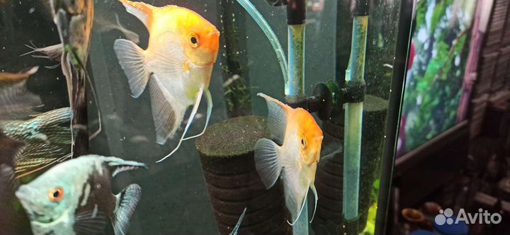 Скалярии, анциструс Супер ред