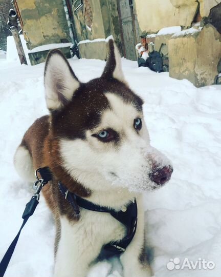 Ищу невесту для Хаски
