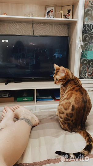 Кошка ищет кота