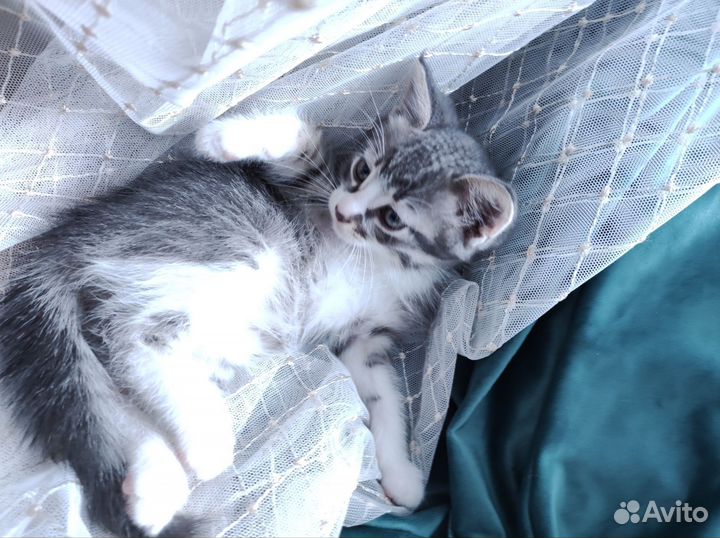 Котёнок девочка