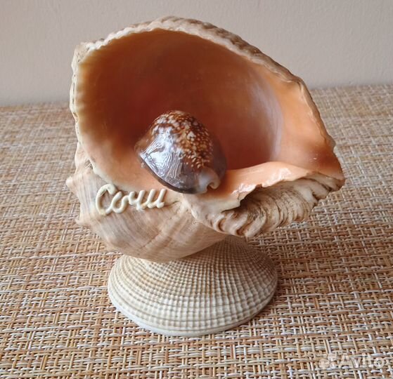 Ракушки морские: поделки «сочи», «подставка»