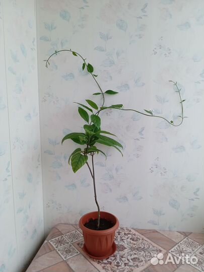 Гибискус Жасмин Клеродендрум