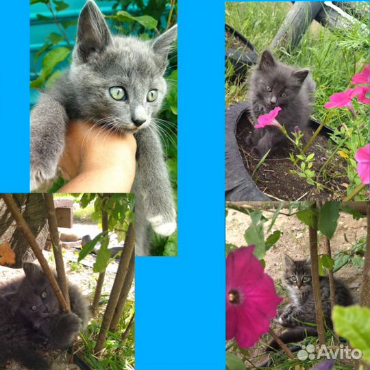 Котята бесплатно
