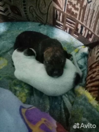 Щенки стаффа