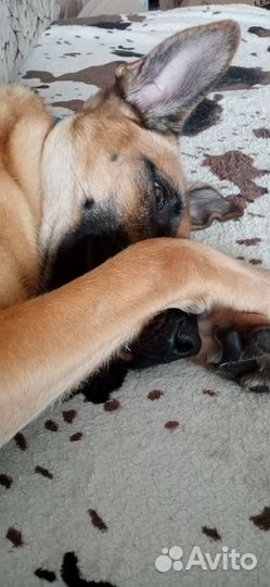 Выгульщик собак