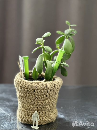 Красула толстянка