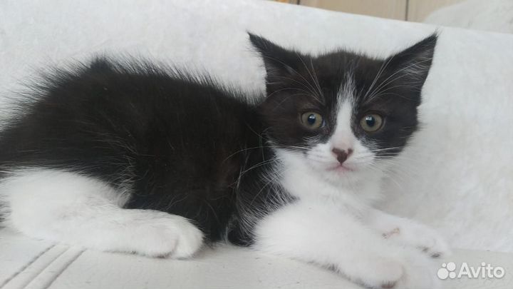 Кошка и котятки