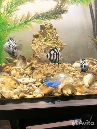 Милые, игривые, неприхотливые рыбки