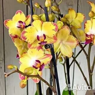 Орхидея фаленопсис, 9 сортов