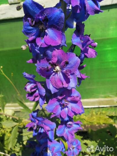 Дельфиниум