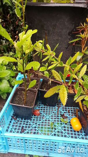 Магнолия кобус