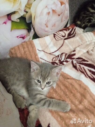 Котята отдам в добрые руки бесплатно