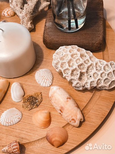 Ракушки и кораллы с Индийского океана