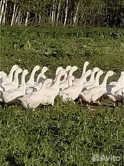 Гусята, яйца гусиные