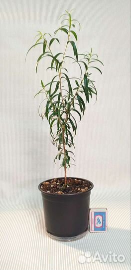 Каллистемон, комнатные растения, Миртовые