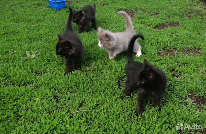 Кошка бесплатно