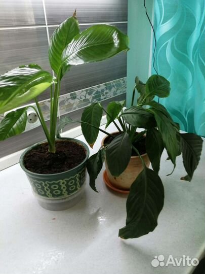 Спатифиллум