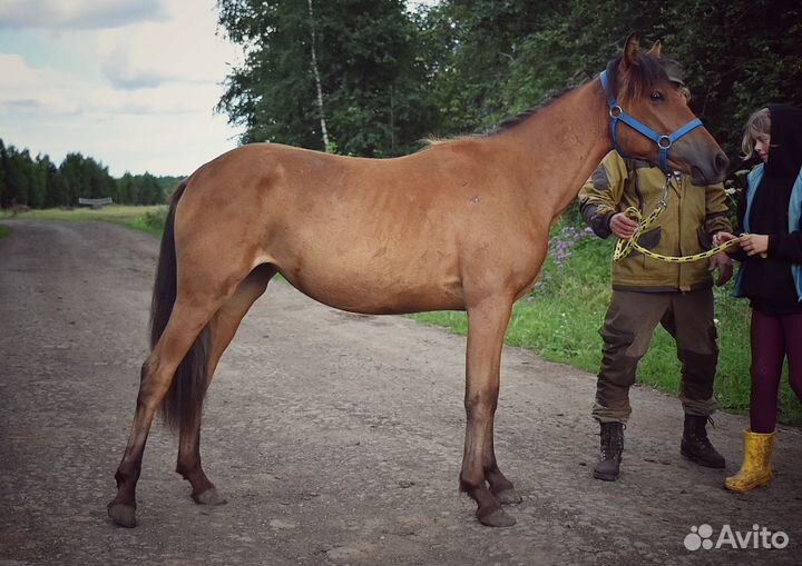 Кобылка 2023 г.р. (Помесь)