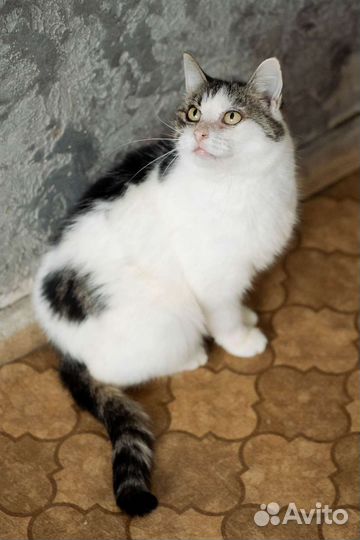 Кошка Милка