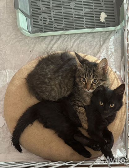 Котята ищут дом