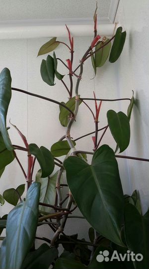 Филодендрон краснеющий Цианотис Педилантус 2 вида