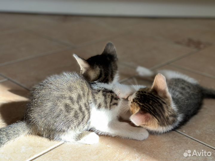 Котята в добрые руки