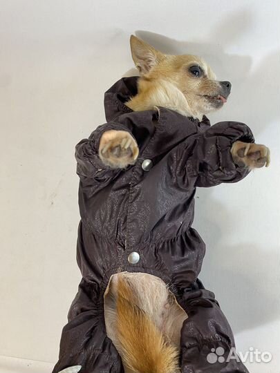 Утепленный дождевик для маленькой собаки