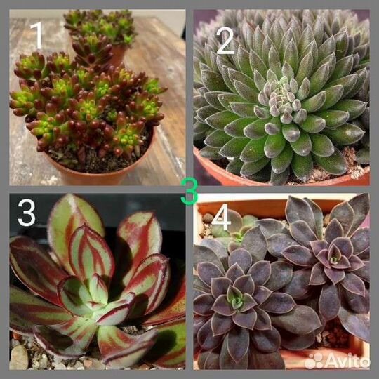 Суккуленты срезы, черенки