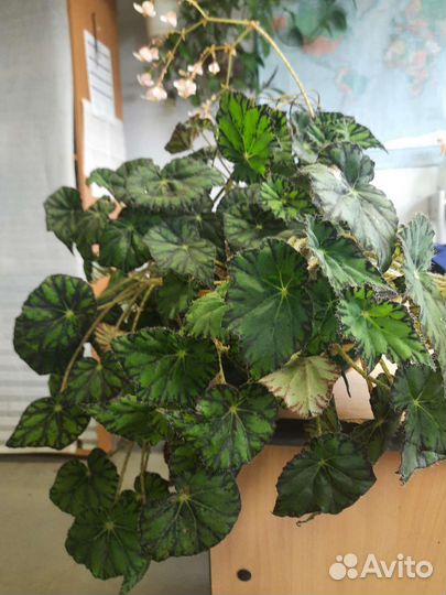 Бегония, китайская роза, толстянка