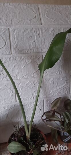 Продам цветы комнатные