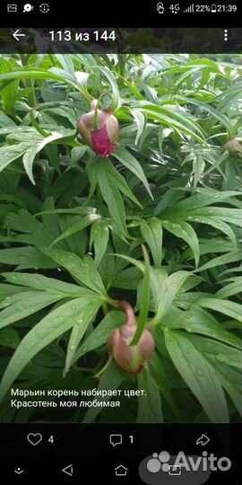 Семена. Марьин корень. (Пион уклоняющийся)