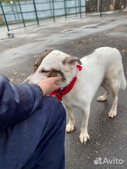 Олли молодая собака ищет дом