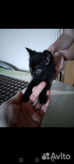 Кошка(девочка)