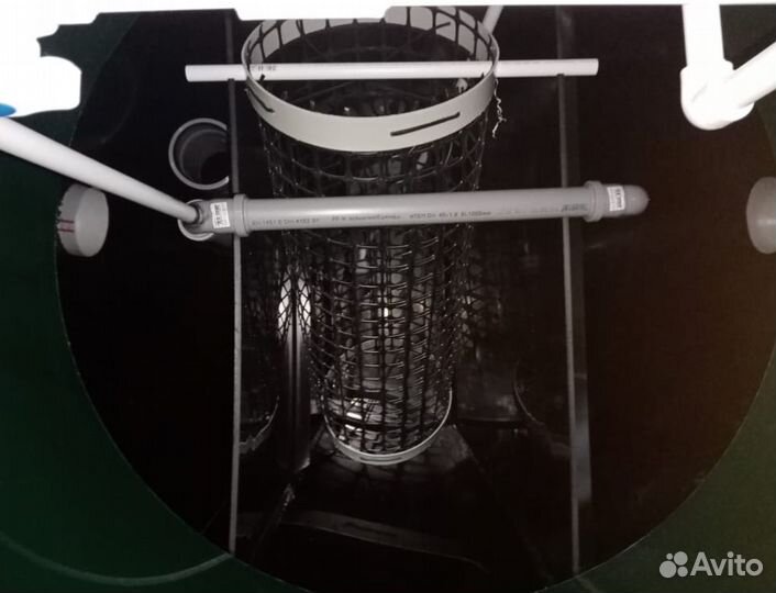 Септики кит