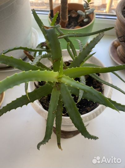 Алоэ столетник с горшком