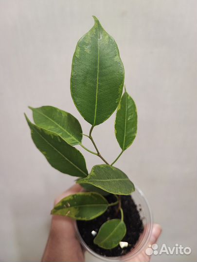 Фикусы сортовые часть 1