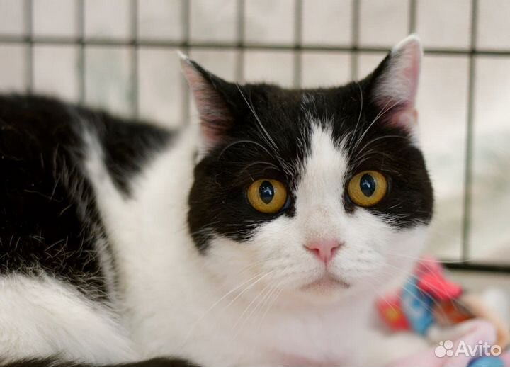 Кошечка Тори в добрые руки