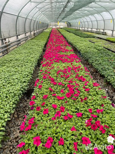 Рассада однолетних цветов оптом